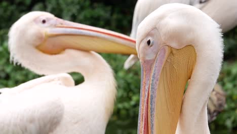 close up of white pelican swimming on water ,