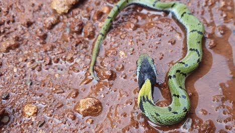 La-Serpiente-De-Hierba-India-O-Keelback-Verde,-Es-Una-Especie-De-Serpiente-No-Venenosa,-Con-Su-Hermosa-Piel-Estampada,-Que-Se-Encuentra-En-Partes-De-Asia,-Conocida-Como-Serpiente-Gavtya-En-La-Mayor-Parte-De-La-India