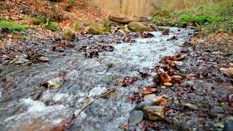 Pequeño-Arroyo-En-El-Bosque-En-Una-Mañana-Nublada-En-Cámara-Lenta