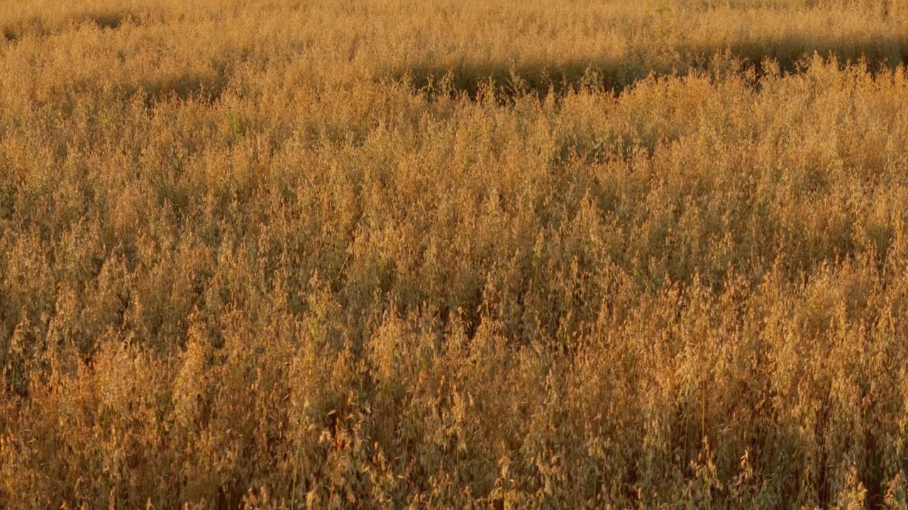 Lenta panoramica dall'alto mostra la trama ravvicinata di steli di cereali dorati in un campo agricolo. Il controluce del tramonto illumina le colture di grano maturo durante un tranquillo crepuscolo estivo nella regione rurale di Daugavpils, Lettonia