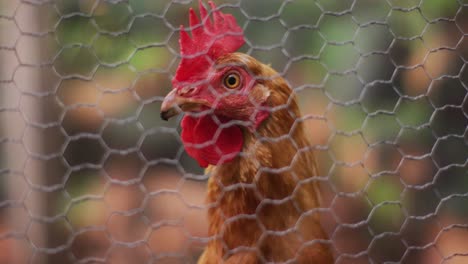 Close-up-of-brown-hen-looking-through-chicken-wire-in-garden-coop