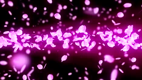 spin of cherry blossoms,cg animation, loop