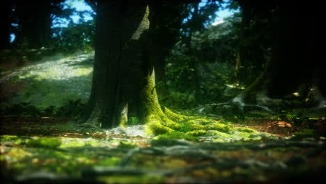 bosque oscuro con musgo y rayos de sol brillando canal