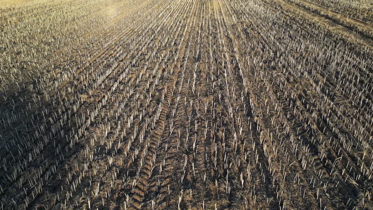 campo después de la cosecha de trigo