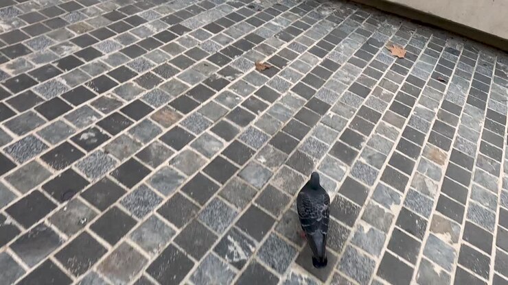 A pigeon walking on a cobblestone path