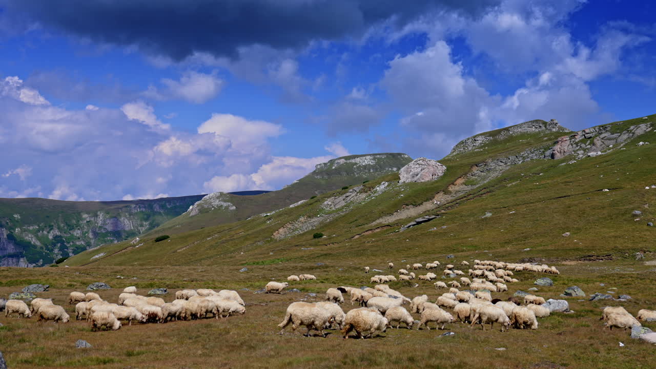 Sheep grazing in green fields. A herd of sheep grazes peacefully in a green meadow surrounded by hills under a partly cloudy sky