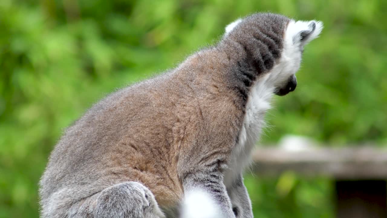 lemur masticando en una posición sentada con un fondo verde