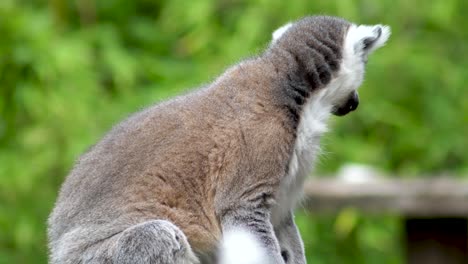 lemur chewing in a seated position with a green background