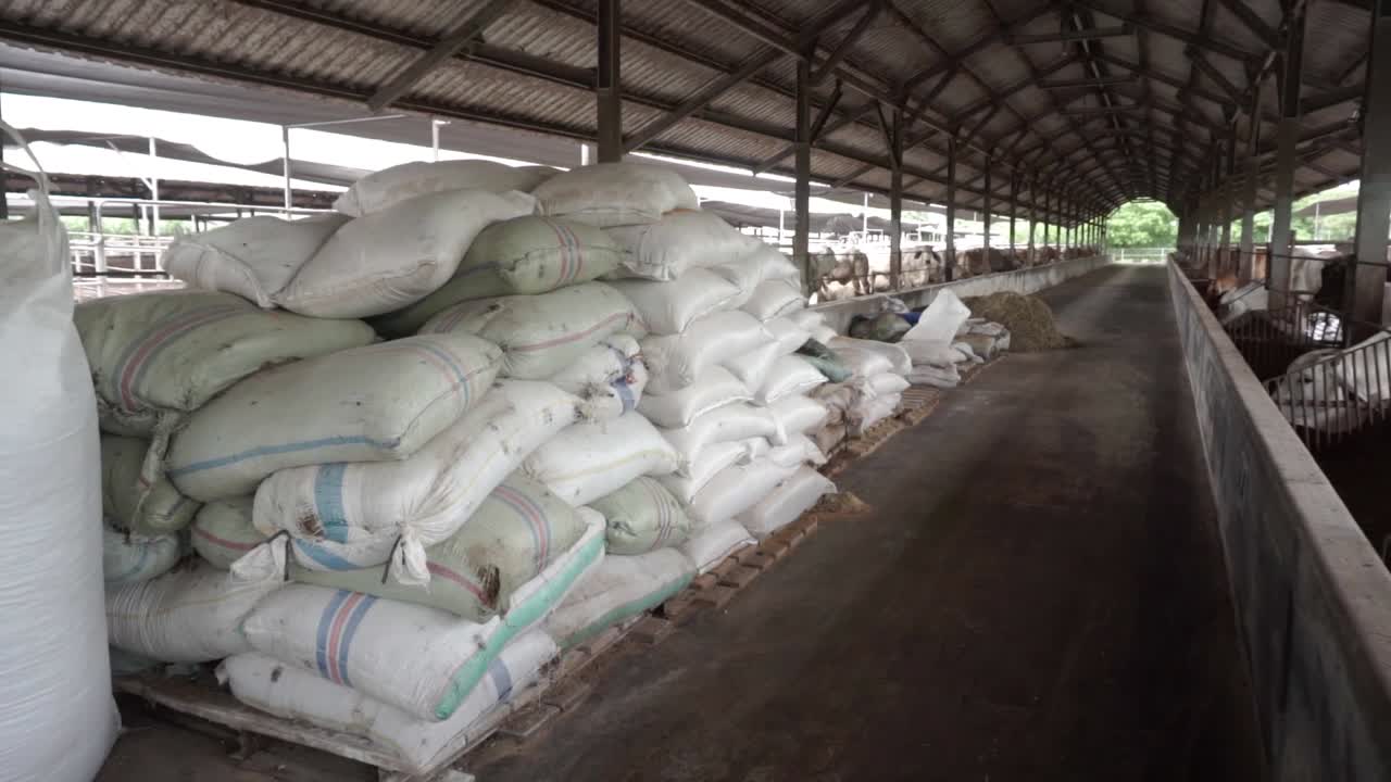 кормление коров на ферме