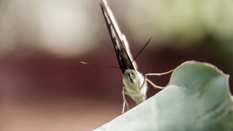 mariposa sentada sobre una hoja verde presentando sus alas