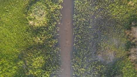 Downward-angle-drone-shot-of-salt-marsh,-following-the-water-through-the-grasses