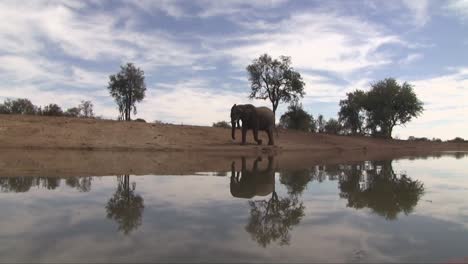 low angle view of elephants and sky reflected in their watering hole