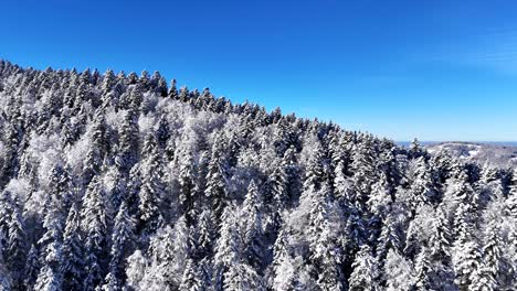 Aerial-reveal-view-over-snowcapped-winter-forest-trees-mountain-ridge-in-Vosges-mountains-4K
