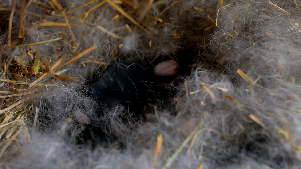 Newborn rabbits in hair of mother rabbit for her nest