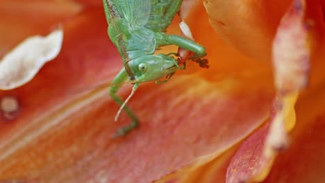 Eine-Nahaufnahme-Eines-Grünen-Grashüpferkopfes,-Der-An-Einer-Orange-Blühenden-Blume-Kaut