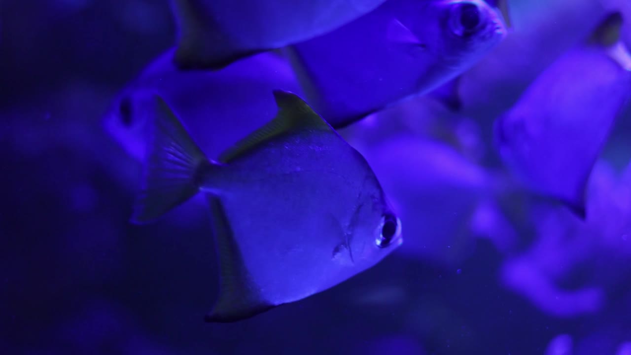 grupo de peces bajo luz ultravioleta