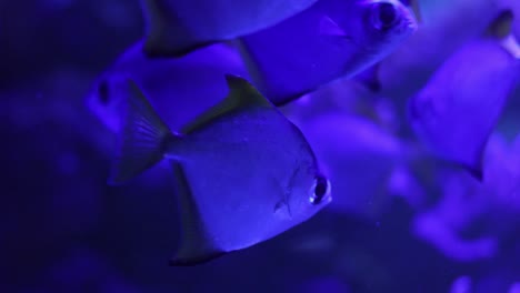 school of fish under uv light