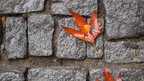 autumn leaves on a cobblestone path