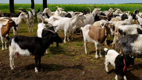 funny goat on the farm. herd of goats on nature pasture. wildlife and ecology.