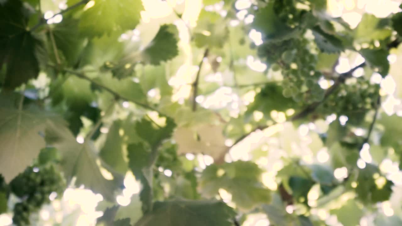 느린 동작으로 촬영, 유기농 포도 나무, 잎 및 미성숙 녹색 포도 칠레