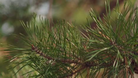 pine tree branches waved by gentle wind in sunny forest