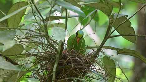 Gesehen,-Wie-Er-Auf-Seinem-Nest-Sitzt-Und-Neugierig-In-Seine-Brut-Schaut,-Ob-Sie-Sauber-Ist-Und-Keine-Insekten-In-Der-Nähe-Sind,-Die-Sie-Verletzen-Könnten