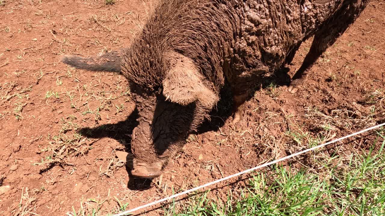 돼지가 새를 맡고 에 뿌리를 습니다.