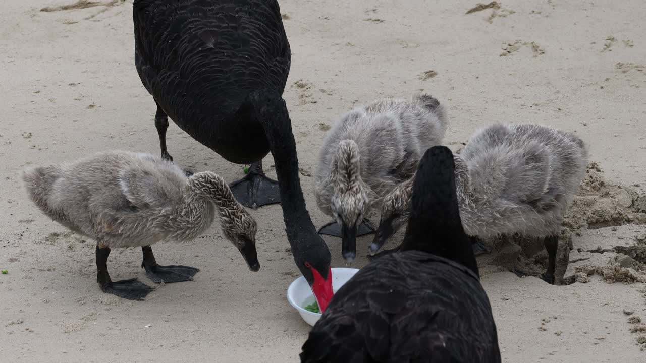 성인 백조는 모래 땅에서 먹이를 먹는다.