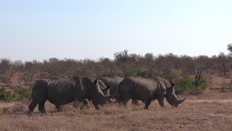 group of southern white rhinos walk on dry grass in african bushland