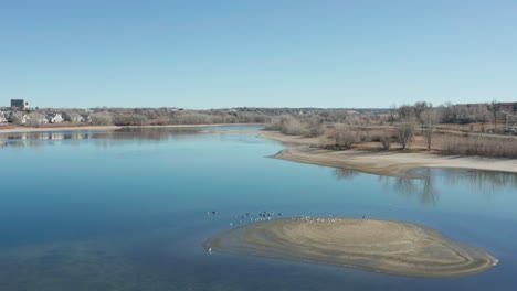 Aerial-shot-of-a-nice-blue-pond-full-of-Canadian-Geese