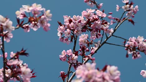 cámara lenta de flores de cerezo