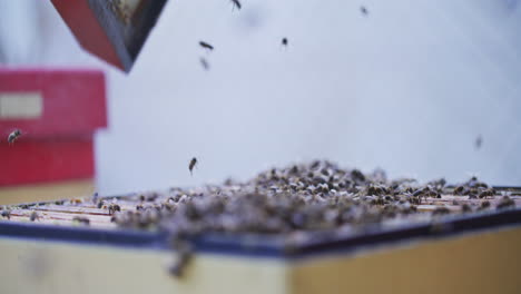 beekeeper throws bees off hive cover