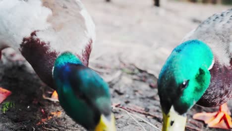 Two-friendly-male-mallards-approach-a-person-and-eat-out-of-the-hand