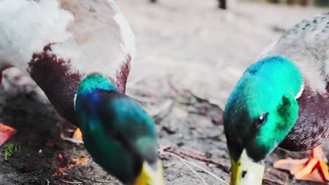 two friendly male mallards approach a person and eat out of the hand