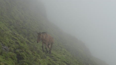 a horse grazing on mountain pasture in the morning light and fog in the himalayas of nepal