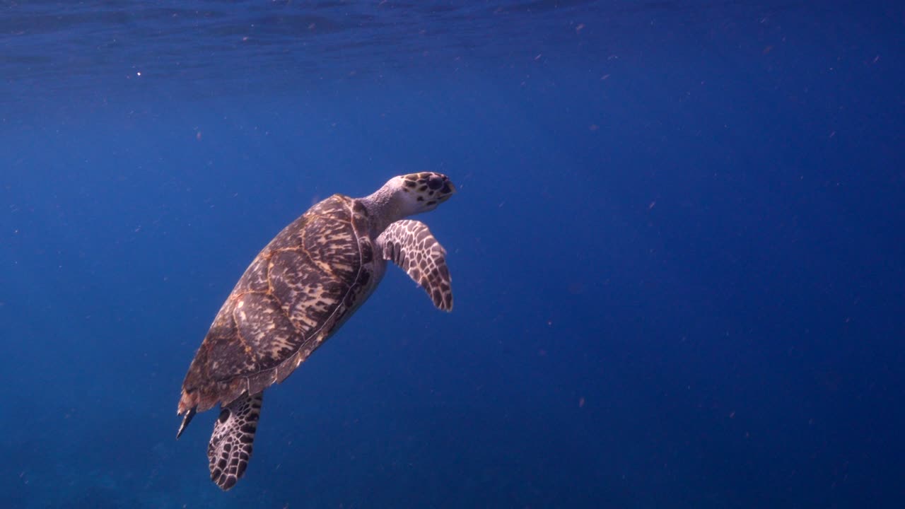 Hawksbill Sea Turtle at the coral reef in the Caribbean Sea around Curacao