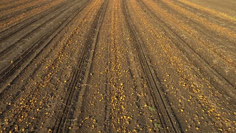 Aerial-View-Of-Pumpkin-Farm-During-Harvest-Season