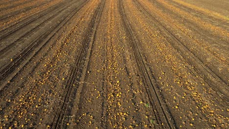 vista aérea de una granja de calabazas durante la temporada de cosecha