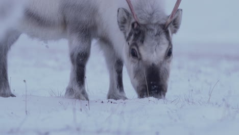 Rentierkuh-Und-Kalb-Füttern-Im-Neuschnee