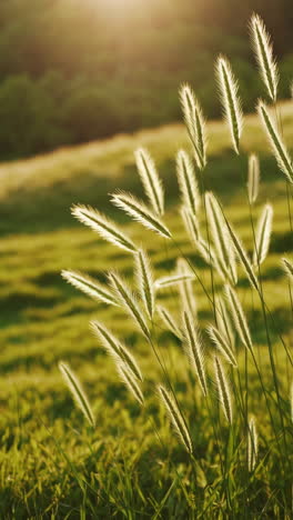 golden sunset meadow