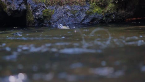 Eine-Halsabschneiderforelle-Kommt-Aus-Dem-Wasser,-Um-Eine-Eintagsfliege-Zu-Fressen,-Und-Im-Vordergrund-Fällt-Ein-Fliegenfischerwurf-Ins-Wasser