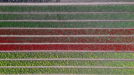 Depending-vertical-aerial-view-of-a-tulip-farm,-depending-to-a-single-bloom