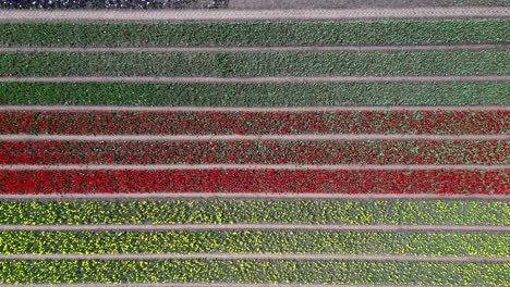vista aérea vertical dependiente de una granja de tulipanes, dependiendo de una sola floración