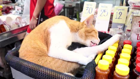 orange cat relaxes among bottles in a basket.