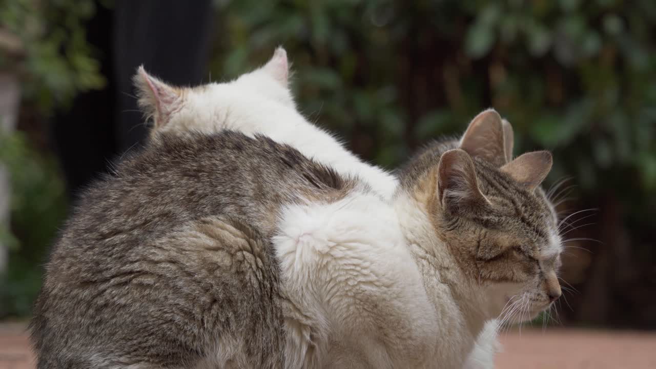 若いキジ白の子猫が安らかに休んでいる。
