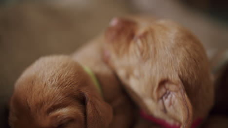 newborns dogs sleep together while yawning