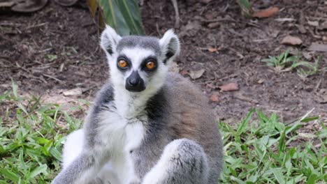 lemur interacting with environment, showing various expressions