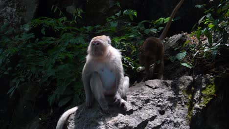 monkey eating fruits on a rock, surrounded by lush greenery, enjoying a peaceful moment in the wild