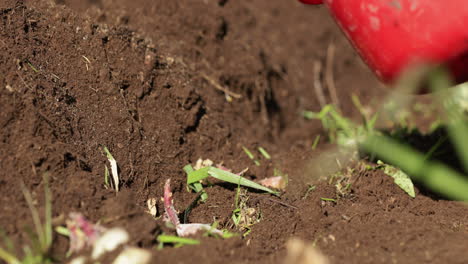 farmer planting potatoes with sprouts on a farmland during summer