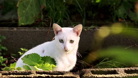 Eine-Scheue-Weiße-Bauernhofkatze,-Die-Vorsichtig-Aussieht-Und-In-Der-Morgensonne-Badet,-Ehrliche-Momente-Des-Landlebens-Und-Des-Langsamen-Lebens